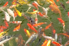 Carp Swarm