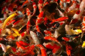 Carp Swarm