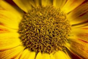 center of ornamental sunflower