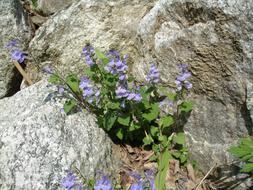 Flowers Rock