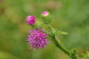 stunningly beautiful Carduus Crispus Thistle Ring