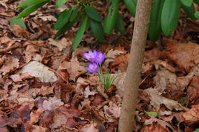 Crocus Flower and dry leaf