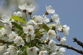 Cherry Blossom Spring White