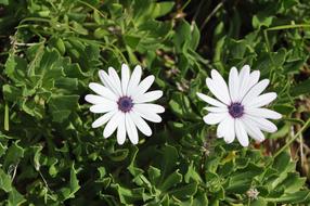 Flowers Garden Meadow