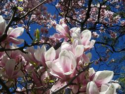 goodly Magnolia Cream Pink