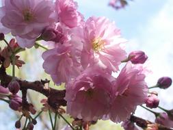 perfect Pink Flower Petal