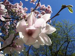 beautiful Magnolia in Cream Pink bloom