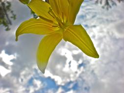 unusually beautiful Lily Yellow Flower