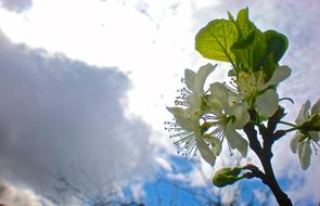 White Flower Cherry sky