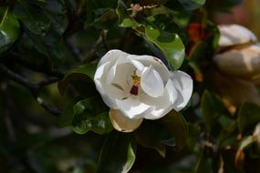 extraordinarily beautiful Magnolia Grandiflora