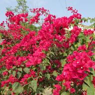 blooming pink bougainvillea