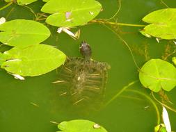 Water Turtle