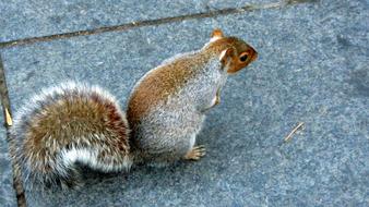 Sciurus Carolinensis Grey Squirrel