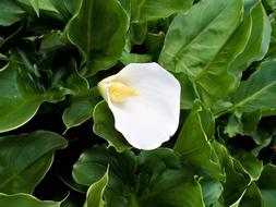 goodly Zantedeschia Lily White