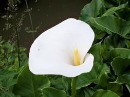 goodly Zantedeschia Lily