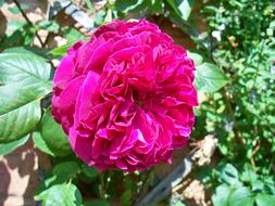 Red flower of Turkish Delight climbing rose