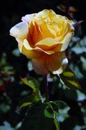 yellow half open Rose at dusk