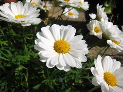 fabulous cute Daisy Flower