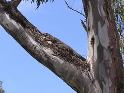 Camouflage Goanna Murray River