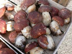 Porcini Mushrooms Mushroom Italy