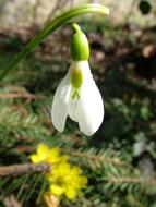 stunningly beautiful Snowdrop