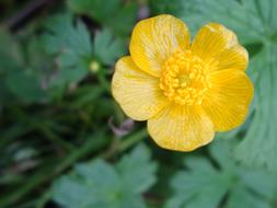 goodly Buttercup Flower