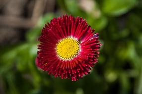 perfect Daisy Red Flower