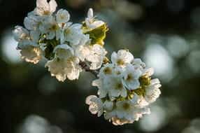 Cherry Blossom Blossoms