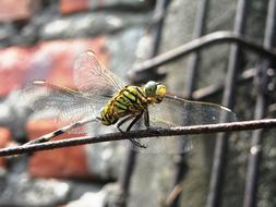 Dragonfly Green Black