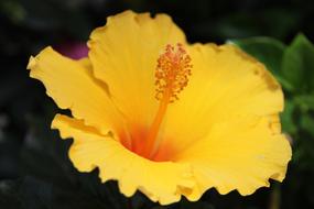 Yellow Beauty Flowers