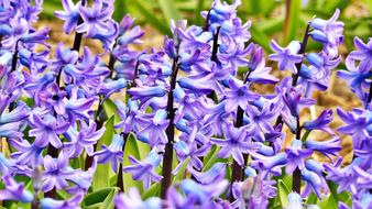 Hyacinth Flowers close-up on blurred background