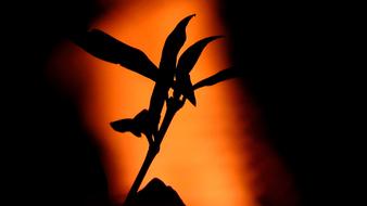 silhouette of a plant on an orange background