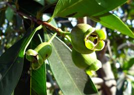 Syzygium Jambos Rose Apple Pomme
