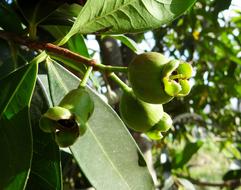 Syzygium Jambos Rose Apple Pomme