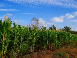 Maize Crop Corn