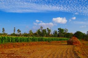 Maize Crop Corn