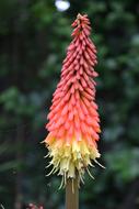 goodly Polka Kniphofia Red-Hot