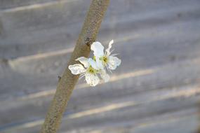 incredibly beautiful Plum Flower