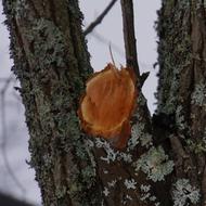Sawn Branch Removal Stub