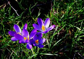 Crocus Blue Blossom and green grass