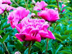 fabulous Peony Pink Spring