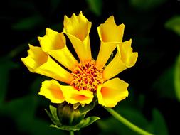 incredibly beautiful Yellow Summer flower