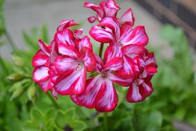 Geranium Ivy-Leaf Pink close-up on blurred background