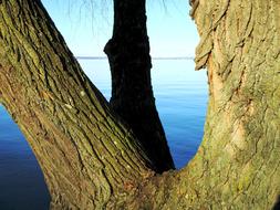 Tree Tribe Bark