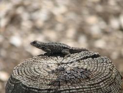 Lizard Tree Stump
