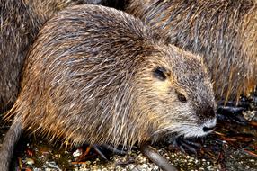 Nutria Rat Myocastor Coypus