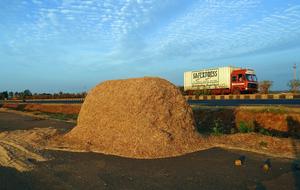 Sorghum Chaff Jowar