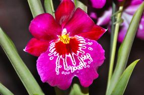 wonderful pink white Orchid Blossom