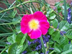 fabulous Single-Petal Pink