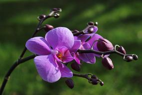 impressively beautiful Orchid